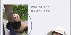 푸바오 인기