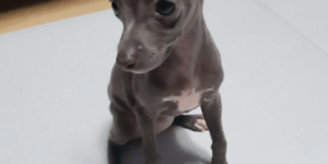 이탈리안 그레이하운드